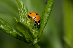 Coccinella septempunctata
