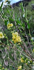 Heimia salicifolia