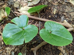 Hexastylis shuttleworthii