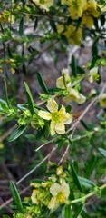 Heimia salicifolia