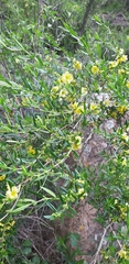 Heimia salicifolia