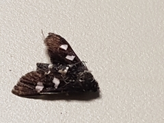 Desmia funeralis
