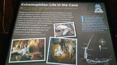 Coecobrya tenebricosa