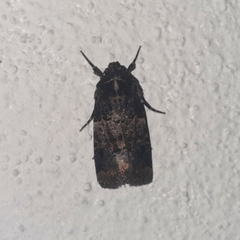 Hampsonodes confisa
