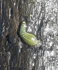 Hemiclepsis marginata