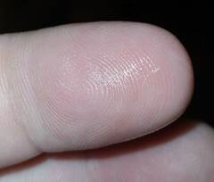 Coecobrya tenebricosa