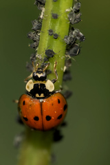 Harmonia axyridis