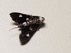 Desmia funeralis