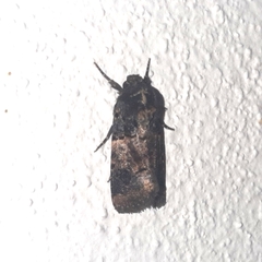 Hampsonodes confisa