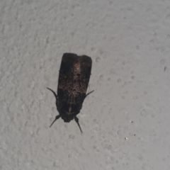 Hampsonodes confisa