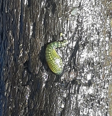 Hemiclepsis marginata