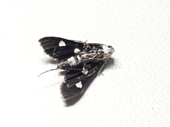 Desmia funeralis