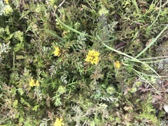 Descurainia sophioides