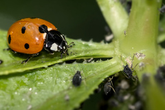 Coccinella septempunctata