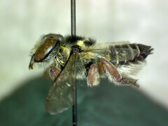 Megachile curta