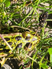 Lithobates pipiens
