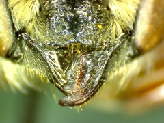 Megachile curta