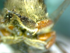 Megachile curta