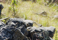 Phoenicurus auroreus