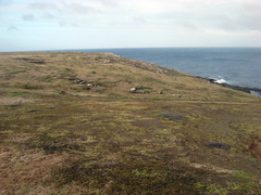 Samolus repens repens