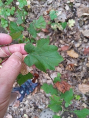 Torminalis glaberrima