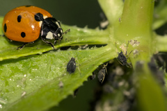 Coccinella septempunctata
