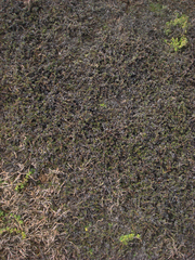 Samolus repens repens