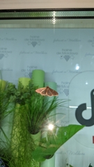 Cydalima perspectalis