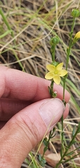 Linum neomexicanum