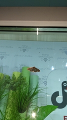 Cydalima perspectalis