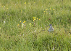 Tringa glareola