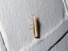 Agriphila latistria