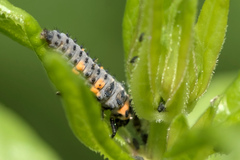 Coccinella septempunctata