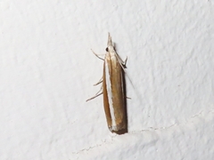 Agriphila latistria