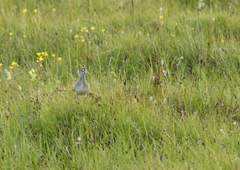 Tringa glareola
