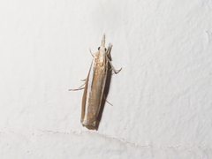 Agriphila latistria