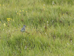 Tringa glareola