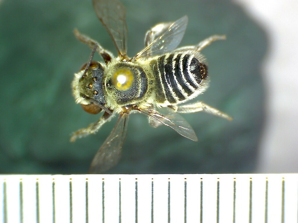 Pale Leafcutting Bee