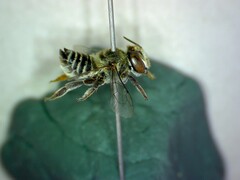 Megachile concinna