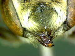 Megachile concinna