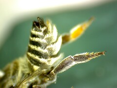 Megachile concinna