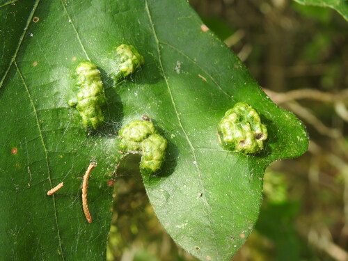 Oak Blister Gall Mite