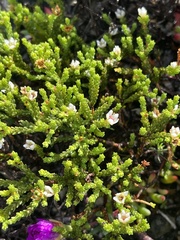 Diosma demissa