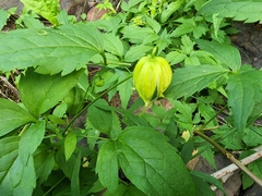 Clematis tangutica