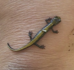 Plethodon idahoensis