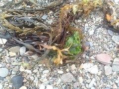 Desmarestia aculeata