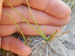 Carex douglasii