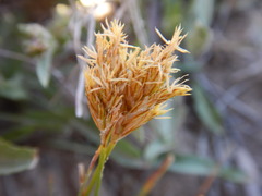 Carex douglasii