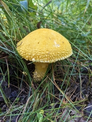 Floccularia luteovirens