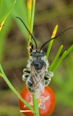 Melissodes confusus